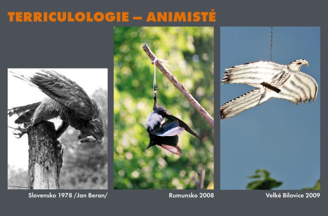 Terriculologie – Animisté